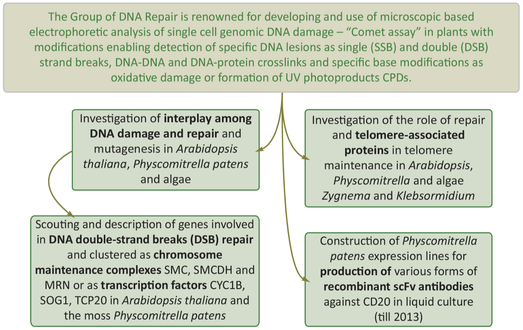 DNA group