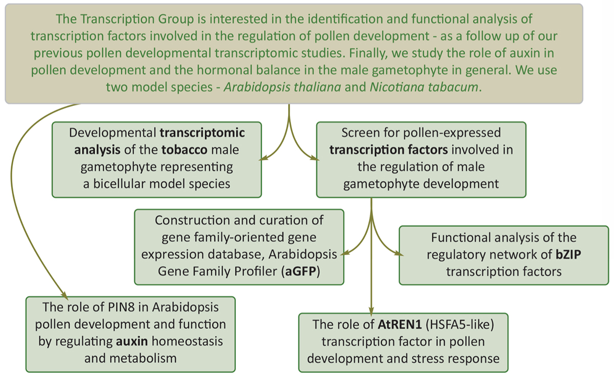 Transcription group_WEB